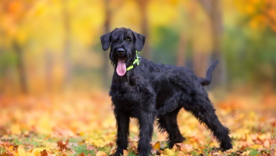 Giant store schnauzer dog